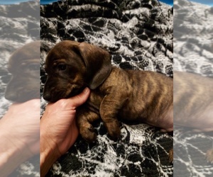 Dachshund Puppy for sale in STILLWATER, OK, USA