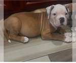 Puppy Hercules American Bulldog