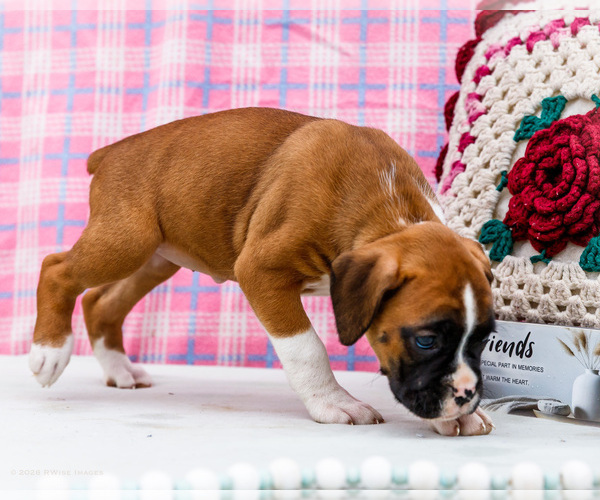 Medium Photo #4 Boxer Puppy For Sale in WAKARUSA, IN, USA