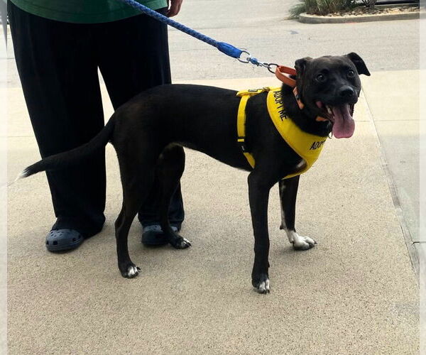 Medium Photo #2 Border Collie-Unknown Mix Puppy For Sale in White Bluff, TN, USA