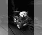 Small #3 Labrador Retriever
