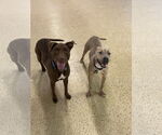 Small #2 Bullypit
