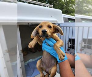 Labrador Retriever-Unknown Mix Dogs for adoption in San Antonio, TX, USA