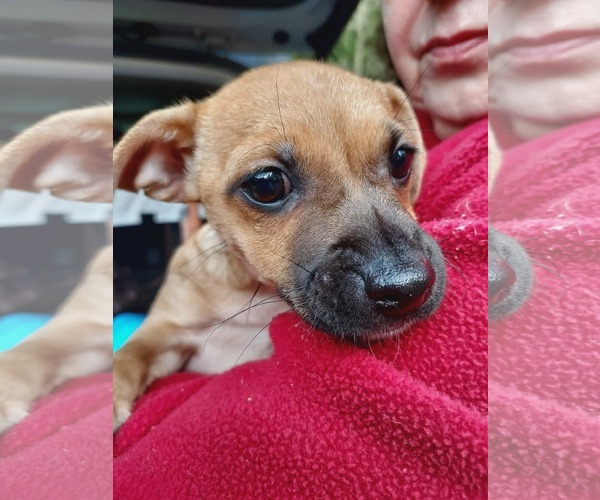 Medium Photo #6 Cairn Terrier-Unknown Mix Puppy For Sale in Arlington, WA, USA