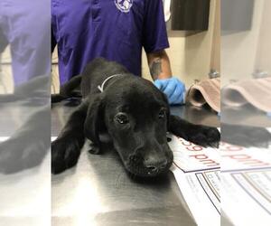 Labrador Retriever Dogs for adoption in Conroe, TX, USA