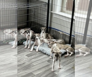 Whippet Puppy for sale in PIKE ROAD, AL, USA