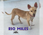 Small Photo #3 Dachshund-Unknown Mix Puppy For Sale in San Antonio, TX, USA
