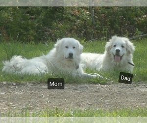 Father of the Great Pyrenees puppies born on 04/02/2022