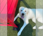Small Great Pyrenees Mix