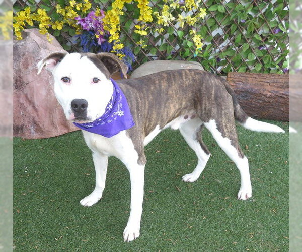 Medium Photo #1 Mutt Puppy For Sale in Oklahoma City, OK, USA