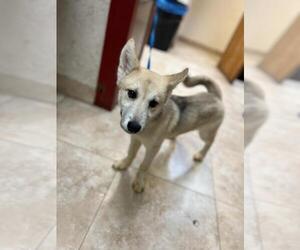 Sunny - Female Siberian Husky-Unknown Mix Dog for Adoption - Photo #15