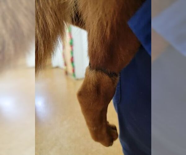 Medium Photo #5 Australian Kelpie-Carolina Dog Mix Puppy For Sale in Orangeburg, SC, USA