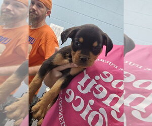 Imogen - Female Rottweiler-Unknown Mix Dog for Adoption - Photo #2