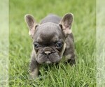 Small French Bulldog