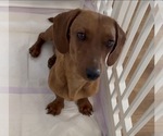 Small Photo #1 Dachshund Puppy For Sale in ROWLAND HEIGHTS, CA, USA