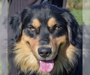 Australian Shepherd-Unknown Mix Dogs for adoption in Huntley, IL, USA
