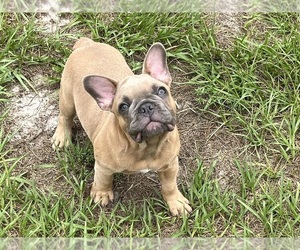 French Bulldog Puppy for sale in SEBRING, FL, USA