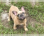 Image preview for Ad Listing. Nickname: Bubba