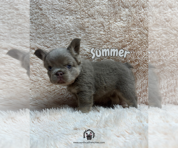 Medium Photo #4 French Bulldog Puppy For Sale in SACRAMENTO, CA, USA