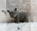 Small #3 French Bulldog