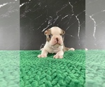 Puppy AKC Cowboy Boston Terrier