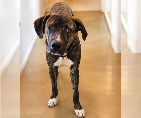 Medium Photo #5 Boxer-Mastiff Mix Puppy For Sale in Chandler, AZ, USA