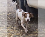 Small #5 Beagle Mix