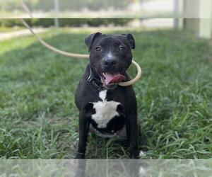 Labrador Retriever-Unknown Mix Dogs for adoption in Tavares, FL, USA