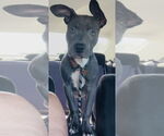 Small American Pit Bull Terrier Mix