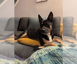 Small #1 Huskies  Mix