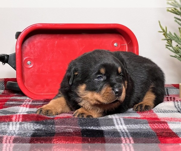 Medium Photo #1 Rottweiler Puppy For Sale in ELDON, MO, USA