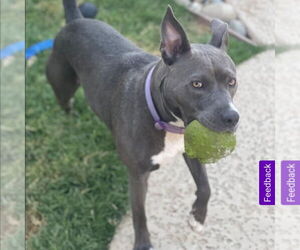 Tinsel - Female Mutt Dog for Adoption - Photo #5