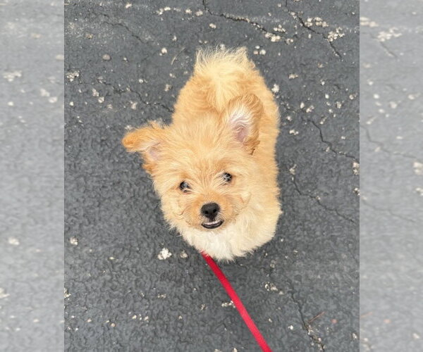 Medium Photo #4 Pomeranian Puppy For Sale in Wheaton, IL, USA