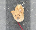 Small #3 Pomeranian