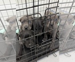 Small #6 Cane Corso