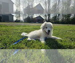 Small #2 Great Pyrenees