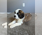 Small Photo #5 Saint Bernard Puppy For Sale in PALM COAST, FL, USA