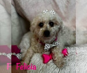 Poodle (Miniature) Dogs for adoption in Bon Carbo, CO, USA