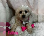 Small Photo #1 Poodle (Miniature) Puppy For Sale in Bon Carbo, CO, USA