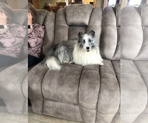 Father of the Shetland Sheepdog puppies born on 10/29/2022