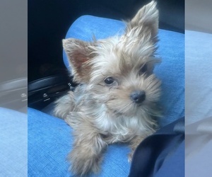 Yorkshire Terrier Puppy for sale in PLACITAS, NM, USA