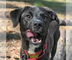 Medium Feist Terrier-Labrador Retriever Mix