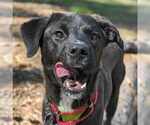 Small Feist Terrier-Labrador Retriever Mix