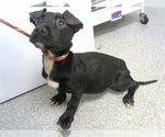 Small American Pit Bull Terrier Mix