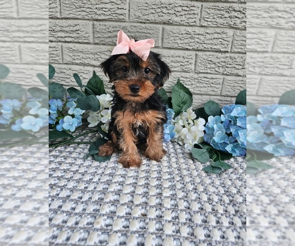 Medium Photo #4 Yorkshire Terrier Puppy For Sale in INDIANAPOLIS, IN, USA