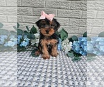 Small #3 Yorkshire Terrier