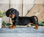 Puppy Honey Dachshund