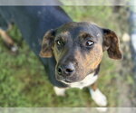 Small #1 Plott Hound Mix