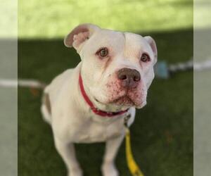 Mutt Dogs for adoption in Las Vegas, NV, USA