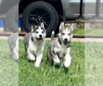 Small Photo #21 Siberian Husky Puppy For Sale in BRKN ARW, OK, USA